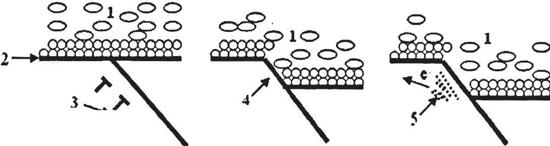 再鈍化過程的循環(huán)往復。如圖1.3 所示